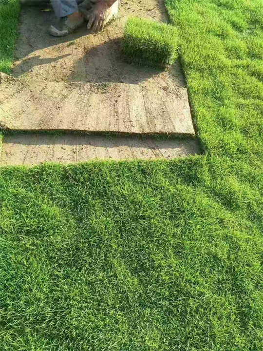 草皮基地
