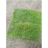 衡阳草皮基地