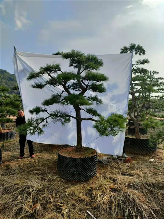 萧山黑松苗种植