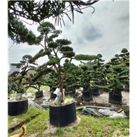 浙江罗汉松