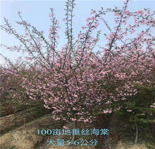 浙江色块小苗!浙江色块小苗