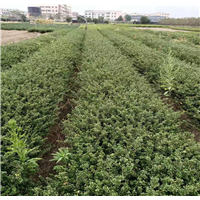 浙江色块小苗!浙江色块小苗批发！