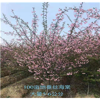 浙江中辉园艺苗木经营部