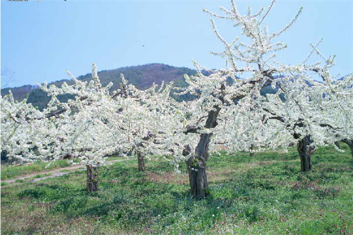浙江樱花基地||浙江樱花价格 