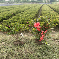 夏鹃小毛球