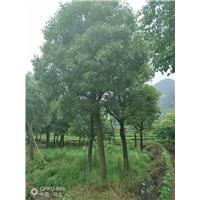 浙江骨架移植香樟/-金华骨架移植香樟价格