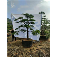 萧山黑松苗种植