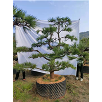 萧山黑松苗批发