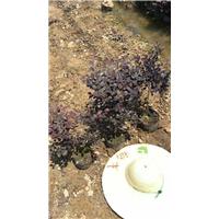 浙江红继木杯苗/-金华红继木杯苗价格