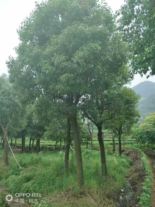 浙江骨架移植香樟/-金华骨架移植香樟价格