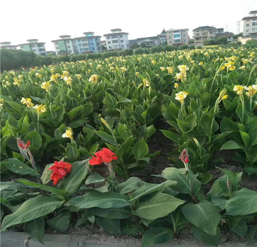 杭州色块苗！杭州色块苗价格！