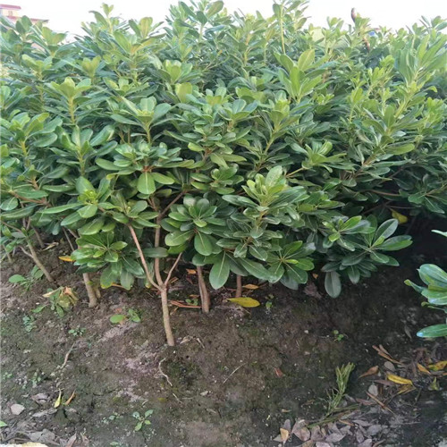 海桐小毛球