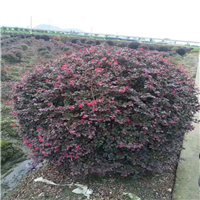 红花继木球