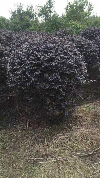 浙江红继木球/红继木球基地.红继木球批发