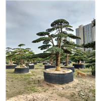 浙江造型罗汉松
