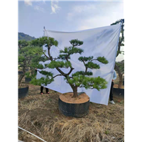 萧山黑松苗价格