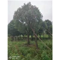 浙江骨架移植香樟**浙江香樟树基地