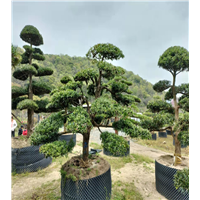 浙江罗汉松盆景