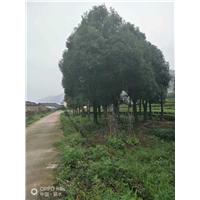 浙江骨架移植香樟**浙江香樟树基地