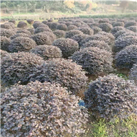 红花季木球