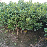 海桐小毛球