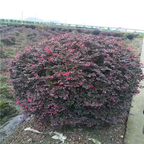 红花继木球