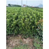 浙江红叶石楠|高杆红叶石楠 