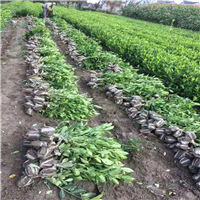 大叶栀子花小毛球