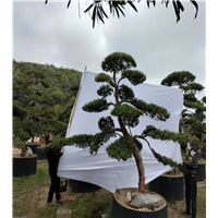 浙江罗汉松