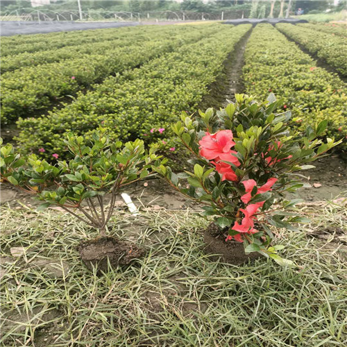 夏鹃小毛球