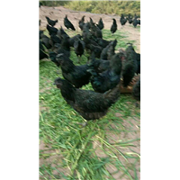 万源旧院黑鸡