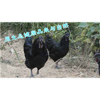 万源旧院黑鸡+万源旧院黑鸡（正宗）
