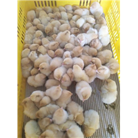 湖南三黄母鸡-辽宁三黄母鸡养殖技术-青脚土鸡苗 