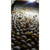 陕西鸭苗-天津鸭苗-鸭苗厂家直销 