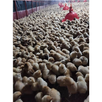 湖南白乌鸡苗批发 