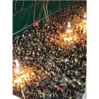 北京快**鸭-山东快**鸭供应商-土鸡苗 
