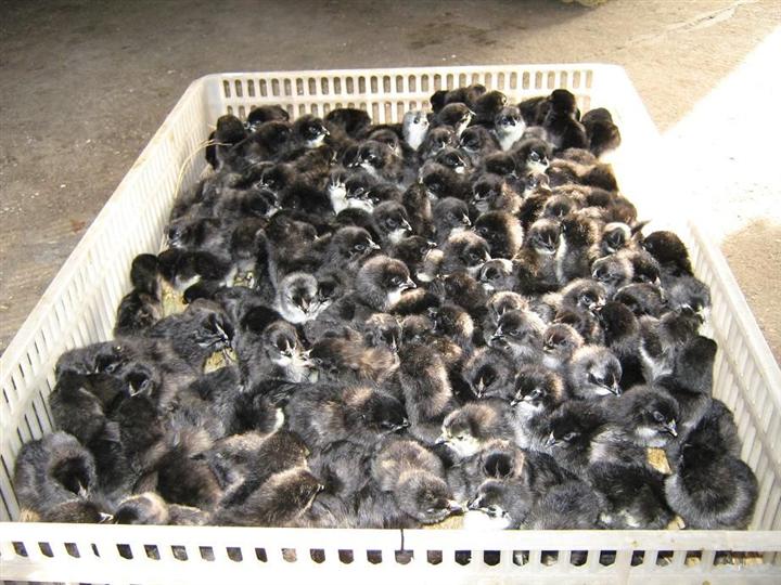 湖南黑鸡苗、常德黑鸡苗、桃源黑鸡苗 