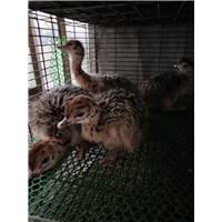 安徽脱温驼鸟苗-辽宁脱温驼鸟苗批发多少钱一只-五黑鸡苗 