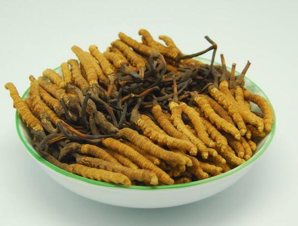 滁州冬虫夏草回收