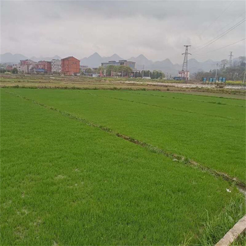 安徽百慕大草坪