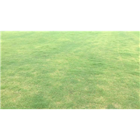 本特4号