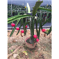 广东火龙果|广东火龙果苗