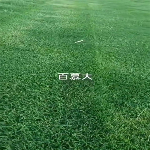 安徽百慕大草坪
