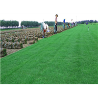 安徽果岭草草坪|滁州马尼拉草坪