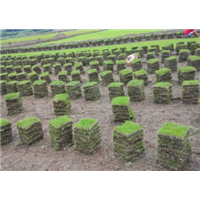 滁州马尼拉