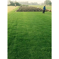 安徽百慕大#滁州马尼拉