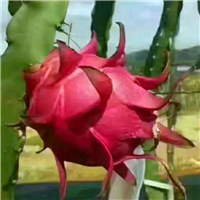 广东火龙果|安徽火龙果苗