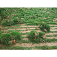 锦程草坪苗木—安徽马尼拉