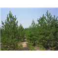 供应樟子松/陕西樟子松/陕西樟子松基地 