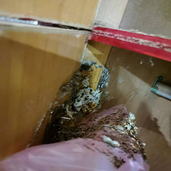 海口灭白蚁 